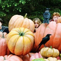The Amazing Journey of the Pumpkin and its Origins